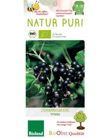 Bio Ribisel/Johannisbeere 'Titania' schwarze