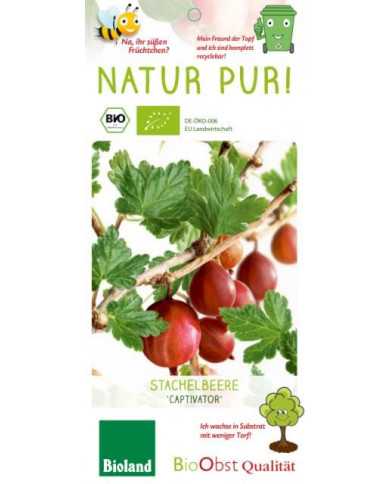 Bio Stachelbeere 'Captivator' rote stachelarme