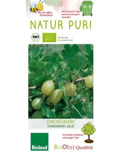 Bio Stachelbeere 'Hinnonmäki' gelbe