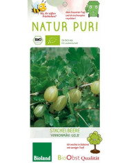 Bio Stachelbeere 'Invicta' hellgrüne Bio Stachelbeere 'Invicta' hellgrüne