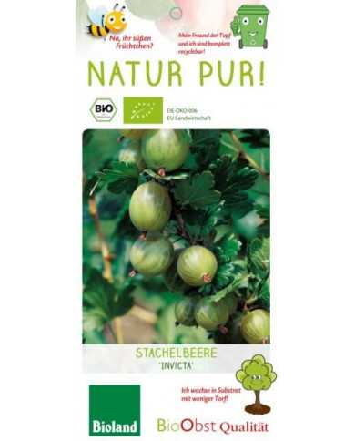 Bio Stachelbeere 'Invicta' hellgrüne