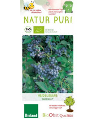 Bio Heidelbeere 'Berkeley' Bio Heidelbeere 'Berkeley'