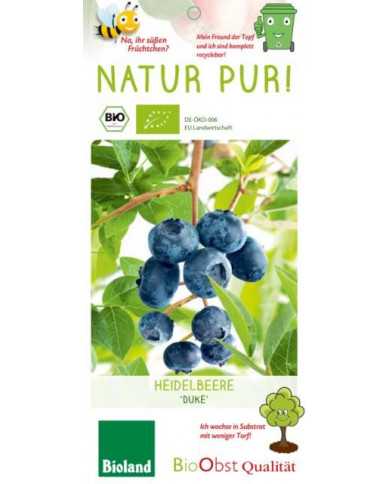 Bio Heidelbeere 'Duke'