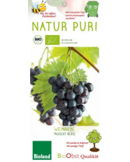 Bio Tafeltraube 'Palatina' Bio Tafeltraube 'Palatina'