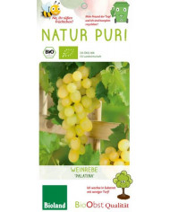 Bio Tafeltraube 'Lakemont' Bio Tafeltraube 'Lakemont'