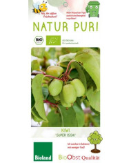 Bio Himbeere 'Malling Promise' Sommer