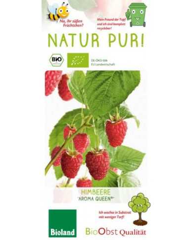 Bio Himbeere 'Aroma Queen' Herbst