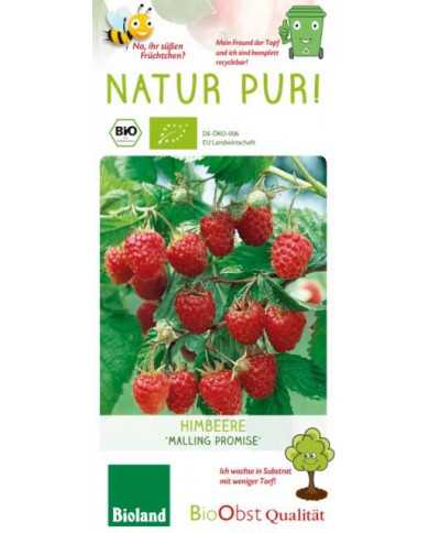 Bio Himbeere 'Malling Promise' Sommer
