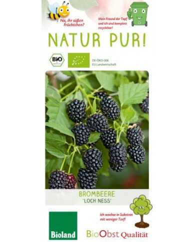 Bio Dornenlose Brombeere 'Loch Ness' Bio Dornenlose Brombeere 'Loch Ness'