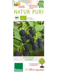Bio Aronia/Apfelbeere 'Nero' Bio Aronia/Apfelbeere 'Nero'