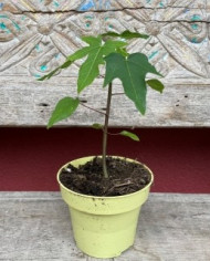 Bio Papaya Bio Papaya