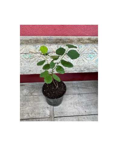 Bio Frucht-Felsenbirne/Saskatoon Beere 'Martin' Bio Frucht-Felsenbirne/Saskatoon Beere 'Martin'