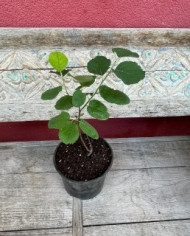 Bio Frucht-Felsenbirne/Saskatoon Beere 'Martin' Bio Frucht-Felsenbirne/Saskatoon Beere 'Martin'