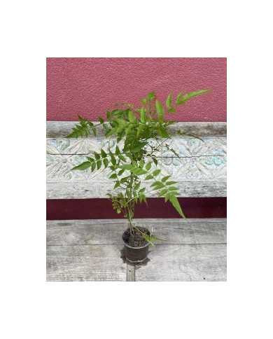 Bio Französischer Jasmin