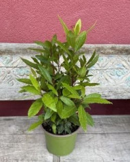 Bio Gewürz-Lorbeer Bio Gewürz-Lorbeer