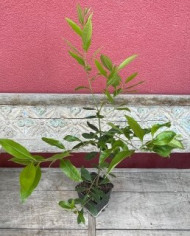 Bio Mate-Tee Bio Mate-Tee