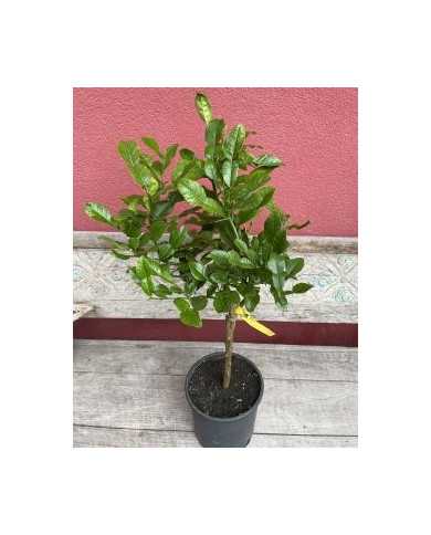 Bio Zitrus Kaffirlimette, Zitronenblatt