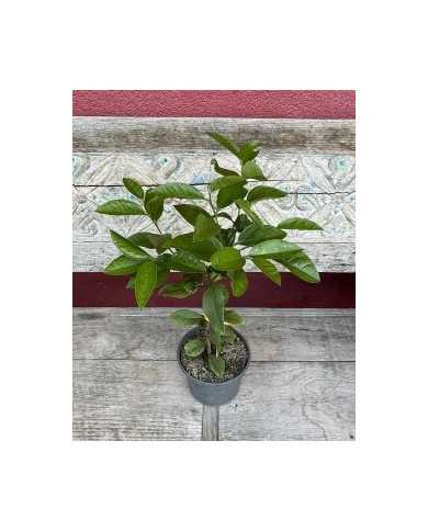 Bio Zitrone Meyerzitrone