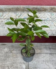 Bio Zitrone Meyerzitrone