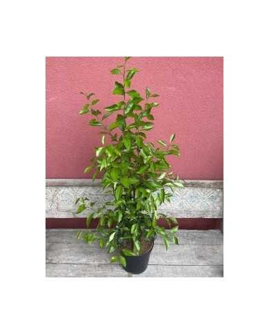 Bio Zitrus Zitronenersatz, 'Volkamerzitrone'