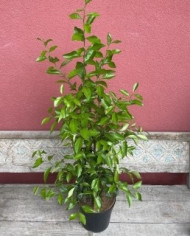 Bio Zitrus Zitronenersatz, 'Volkamerzitrone'