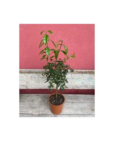 Bio Zitrus - Yuzu-Stämmchen