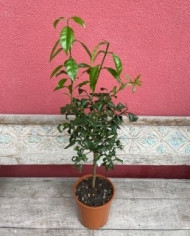 Bio Zitrus - Yuzu-Stämmchen