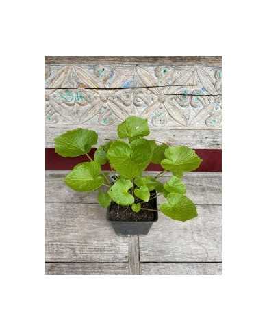 Echter Wasabi, Japanischer Meerrettich