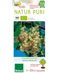 Bio Ribisel/Johannisbeere 'Weiße Versailler' weiße Bio Ribisel/Johannisbeere 'Weiße Versailler' weiße