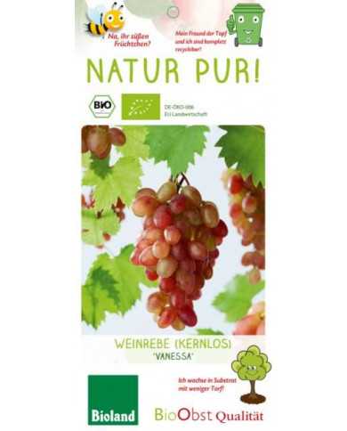 Bio Tafeltraube 'Vanessa'