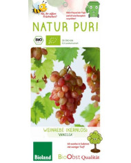 Bio Selbstfruchtbare Kiwi 'Jenny' Bio Selbstfruchtbare Kiwi 'Jenny'