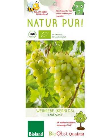 Bio Tafeltraube 'Lakemont'