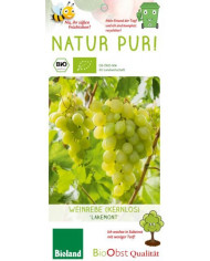 Bio Tafeltraube 'Lakemont' Bio Tafeltraube 'Lakemont'