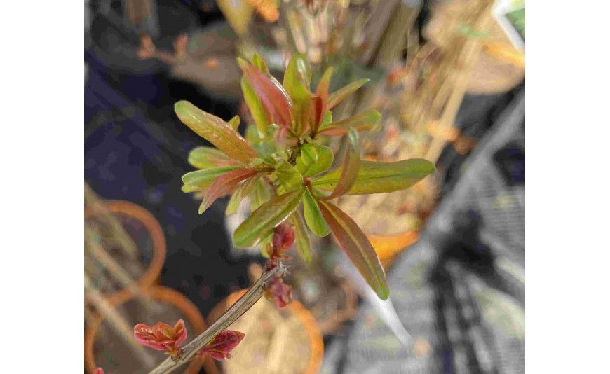 Auswintern von mediterranen Fruchtgehölzen