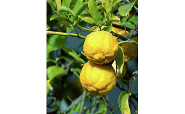 Zitruspflanzen im eigenen Garten!